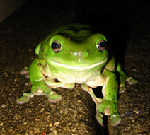 Green Tree Frog