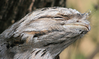 Tawny Frogmouth ‘beak’