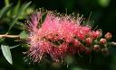 Pink Bottlebrush Flower