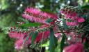 Pink Bottlebrush