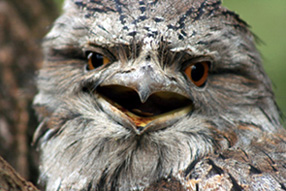 Tawny Frogmouth ’scarey’
