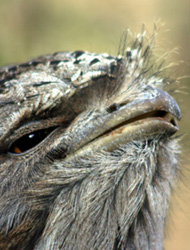 Tawny Frogmouth ‘brush’