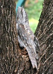Tawny Frogmouth ‘hiding’