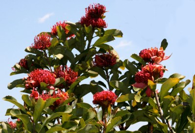Waratahs 4