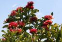 Waratahs 4
