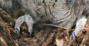 Tawny Frogmouth ‘feet’
