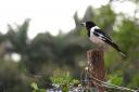 Butcherbird 1