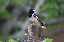 Butcherbird 2