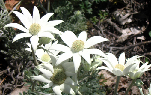Flannel Flowers