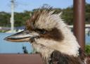 Kookaburra 1