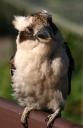 Kookaburra 4