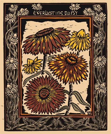 Everlasting Daisies