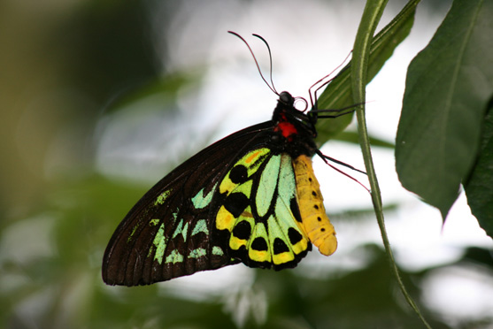 Cairns Birdwing Butterfly 2