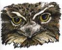 Tawny Frogmouth Charcoal
