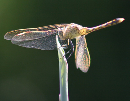 Garden Dragonfly
