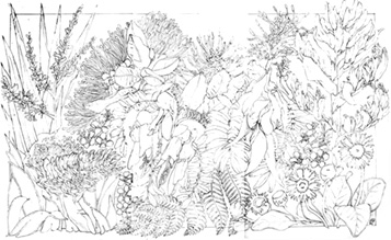 New Zealand Wildflowers Drawing