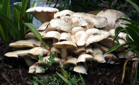 Australian White Fungi 1