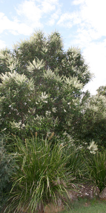 Ivory Curl Flower Tree 1