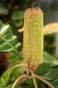 Banksia robur 3