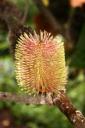 Banksia robur 6