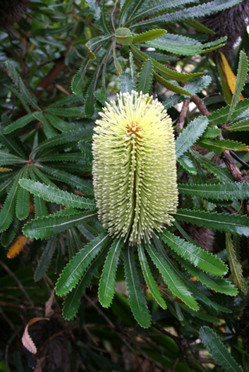 Banksia serrata 1