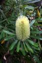 Banksia serrata 1