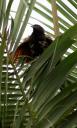 Pheasant coucal 2