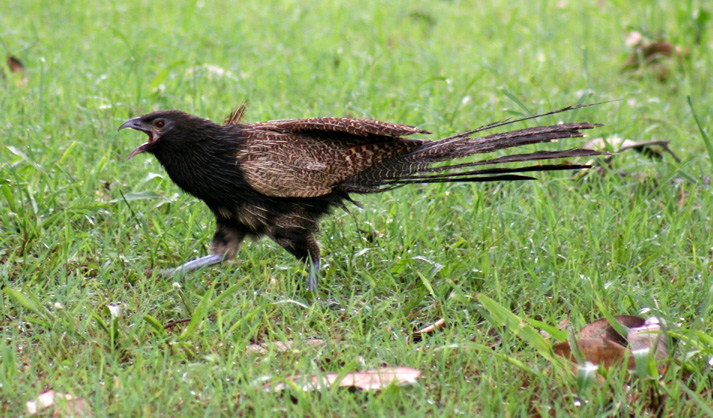 Pheasant coucal 5