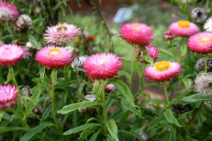 Strawflowers 3
