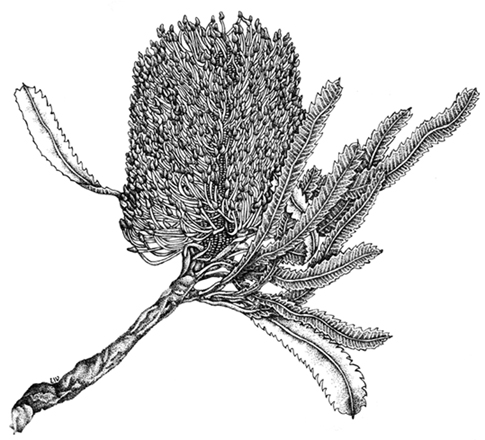 Banksia serrata