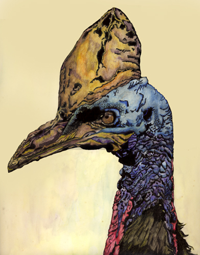 Cassowary Illustration