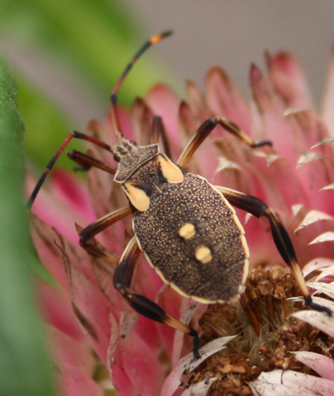 Daisy Bug Close-up 1