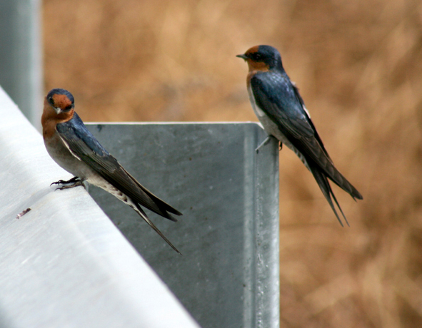 Welcome Swallows 1