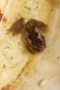 Tiny Brown Frog 3