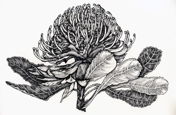 Waratah - Botanical Illustration
