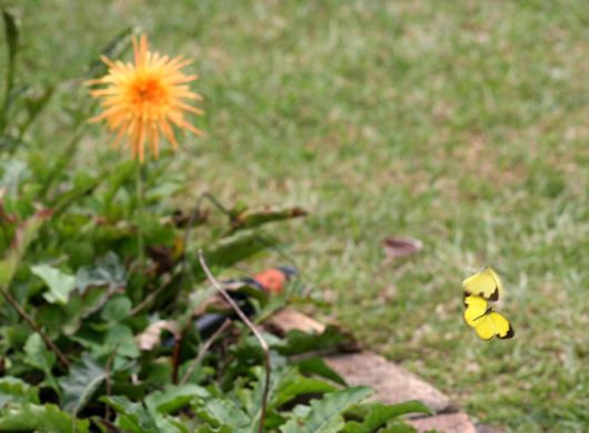 Common Grass Yellow Butterfly 1