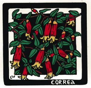 Correa reflexa Linocut