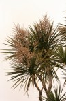 Cordyline australis