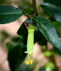 Chef\'s Cap Correa - Correa baeuerlenii