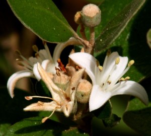 Correa alba 1