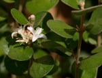 Correa alba 2 - White correa - Native fuschia