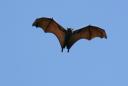 Flying fox 5