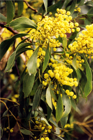 Golden Wattle