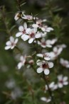 Leptospermum scoparium sp