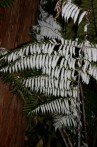 Cyathea dealbata
