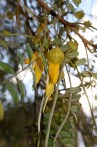 Sophora microphylla