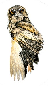 Tawny Frogmouth \'Glare\' Fauna Illustration
