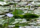 Waterlilly 3