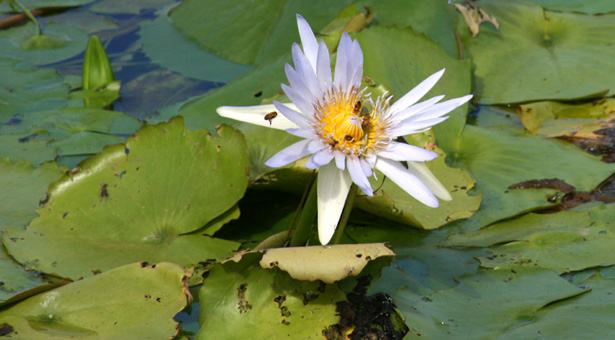 Waterlilly 1