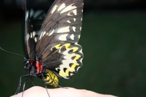 Richmond Birdwing Butterfly Female - garden